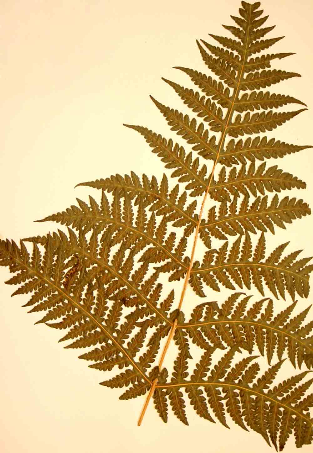 Blotiella glabra Blotiella glabra