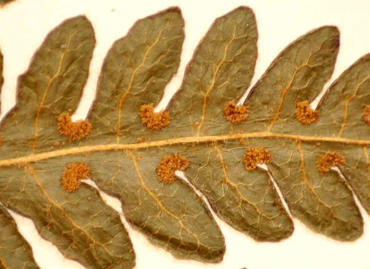 Blotiella glabra Blotiella glabra