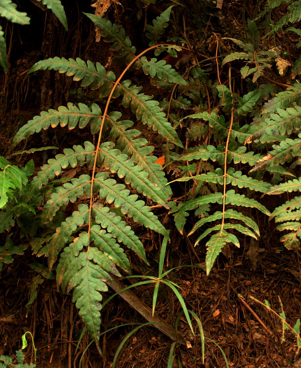 Blotiella glabra Blotiella glabra