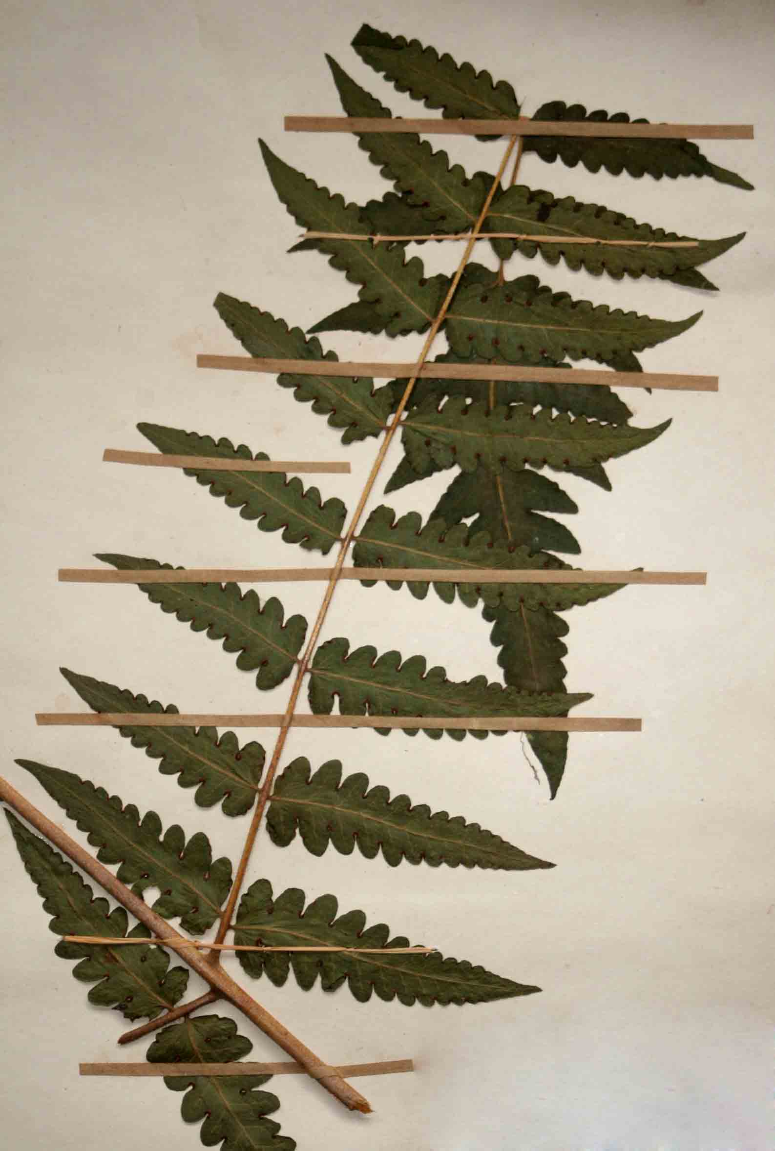 Blotiella natalensis Blotiella natalensis