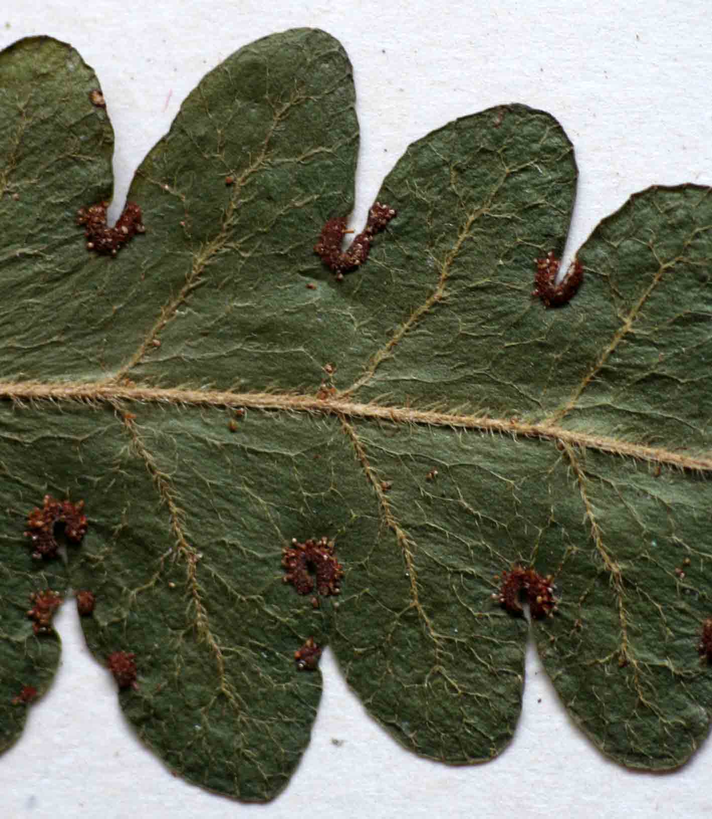 Blotiella natalensis Blotiella natalensis