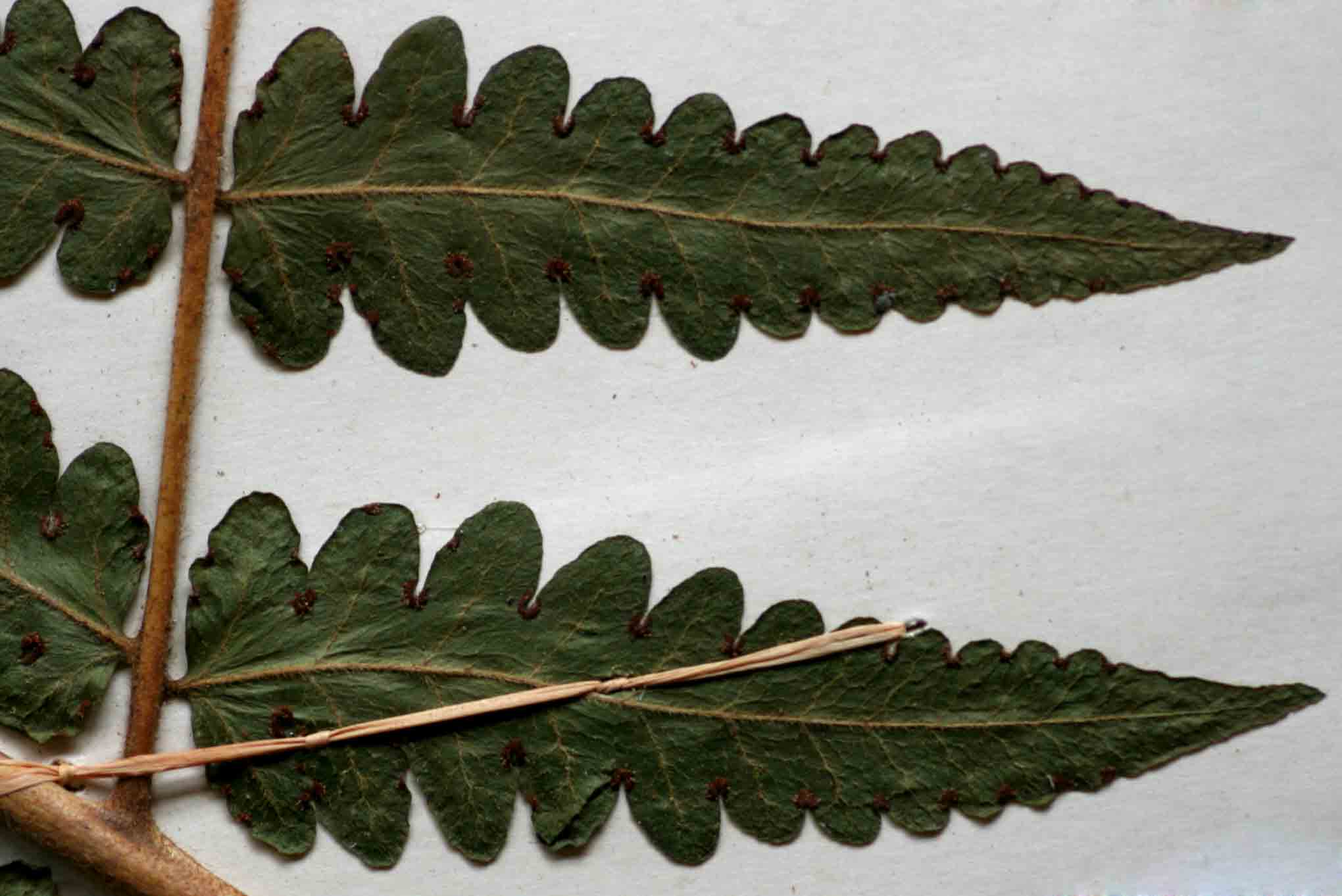 Blotiella natalensis Blotiella natalensis