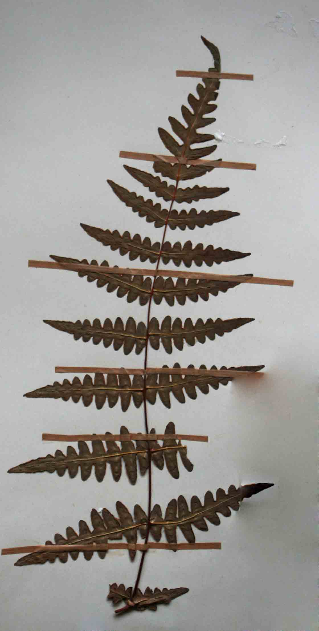 Histiopteris incisa Histiopteris incisa