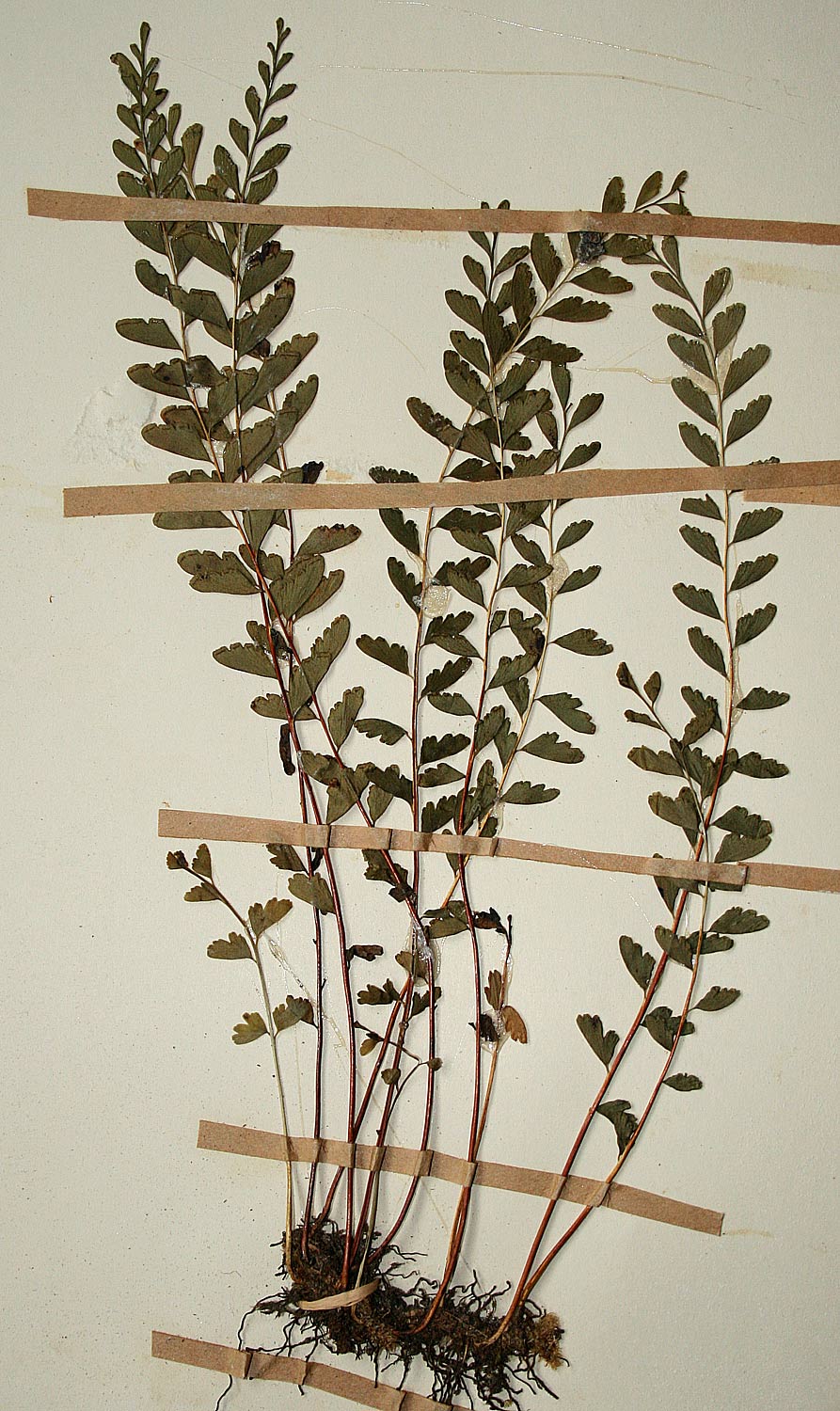 Lindsaea odorata Lindsaea odorata