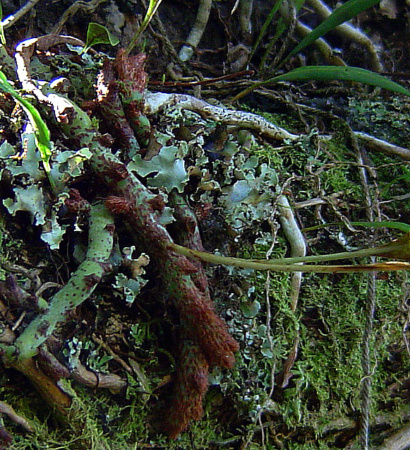 Lepisorus excavatus Lepisorus excavatus