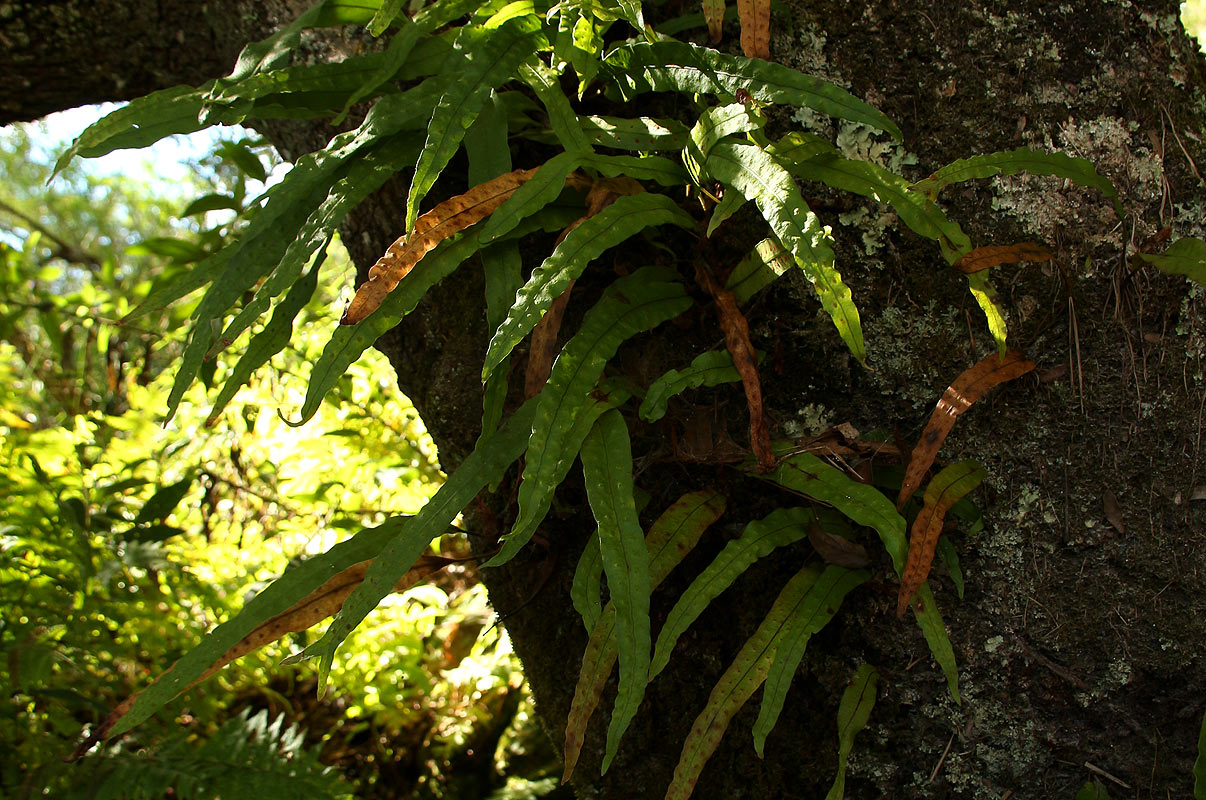 Lepisorus excavatus Lepisorus excavatus