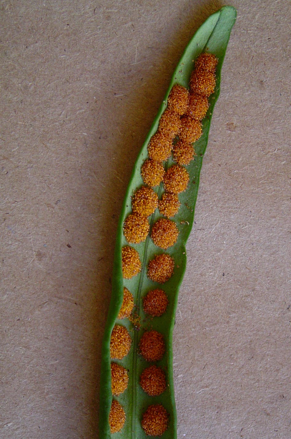 Lepisorus schraderi Lepisorus schraderi