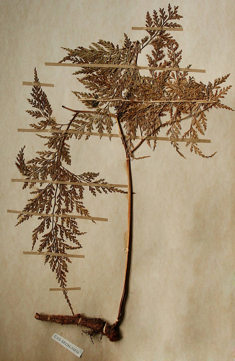 Davallia chaerophylloides Davallia chaerophylloides