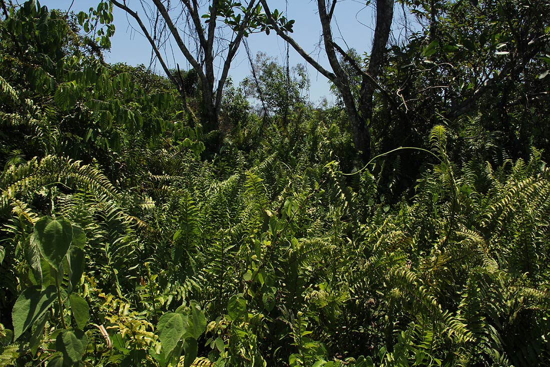 Nephrolepis biserrata Nephrolepis biserrata