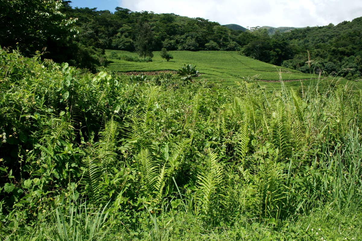 Cyclosorus interruptus