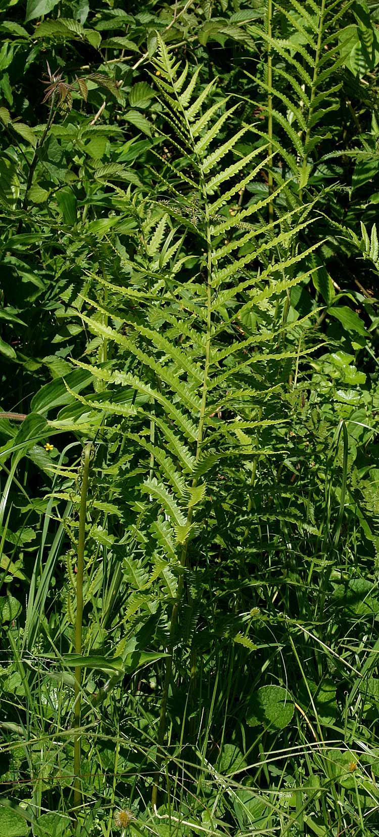 Cyclosorus interruptus