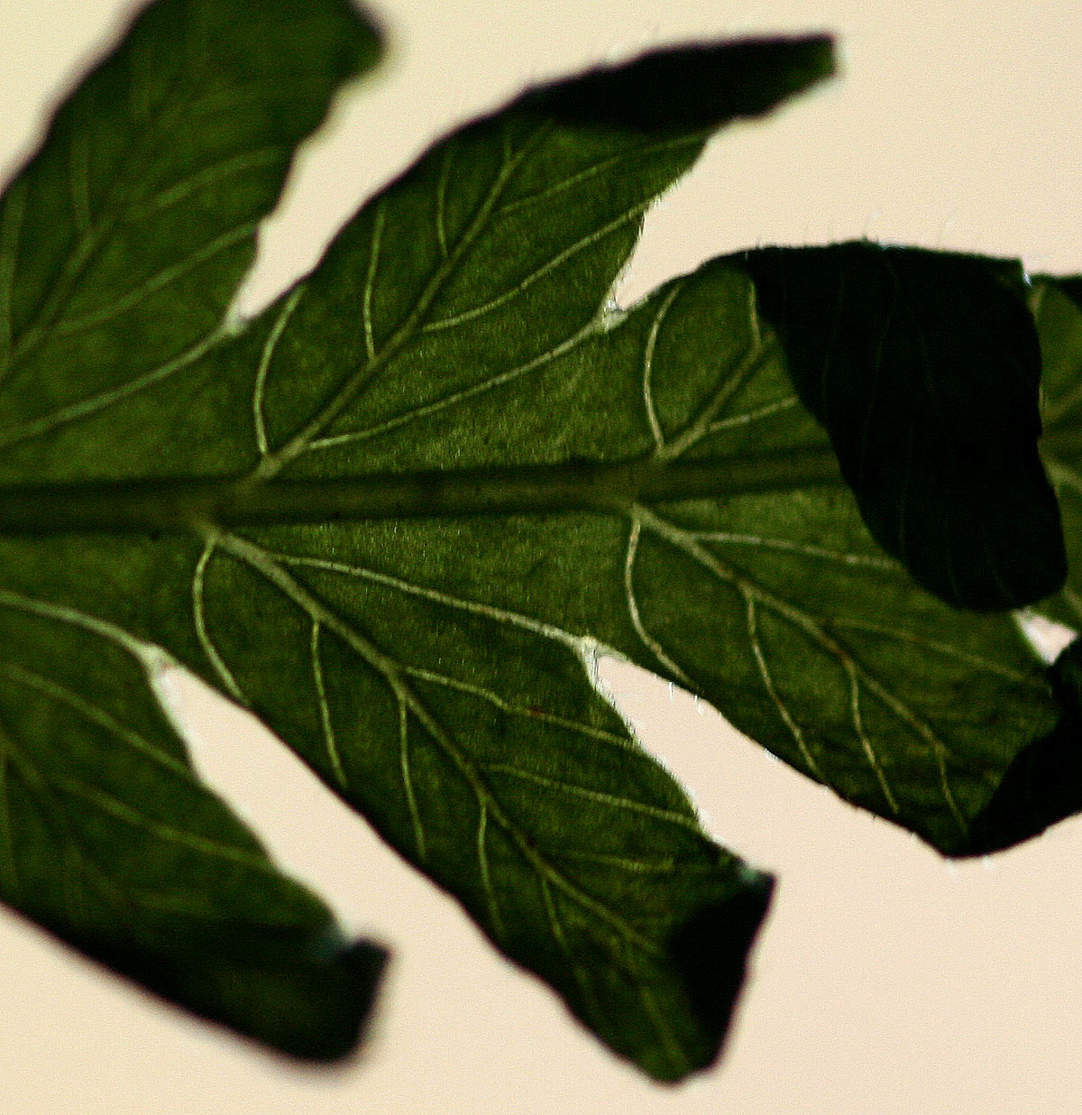 Amauropelta bergiana var. bergiana Amauropelta bergiana var. bergiana