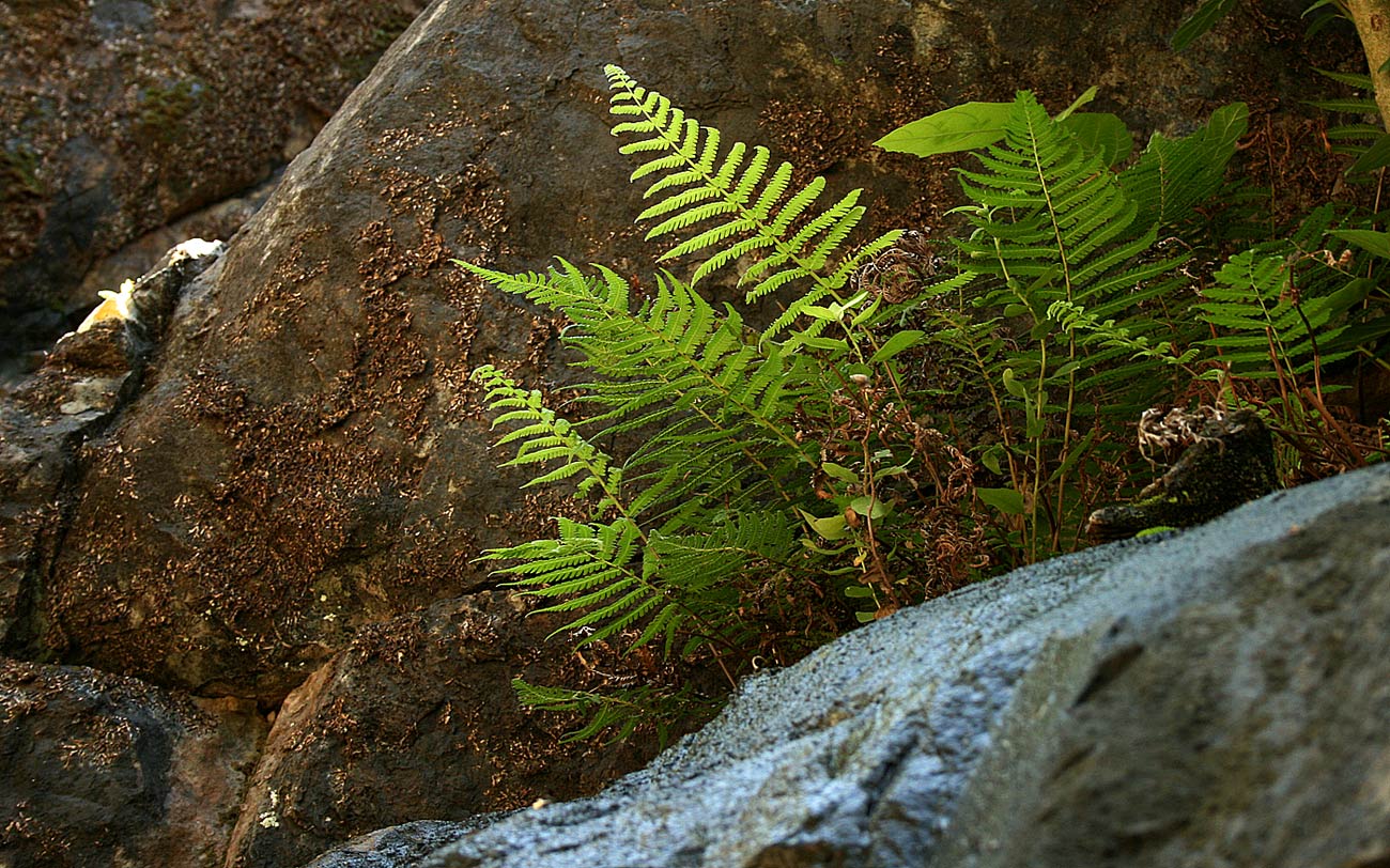 Amauropelta bergiana var. bergiana Amauropelta bergiana var. bergiana
