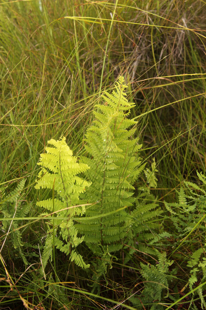 Thelypteris confluens