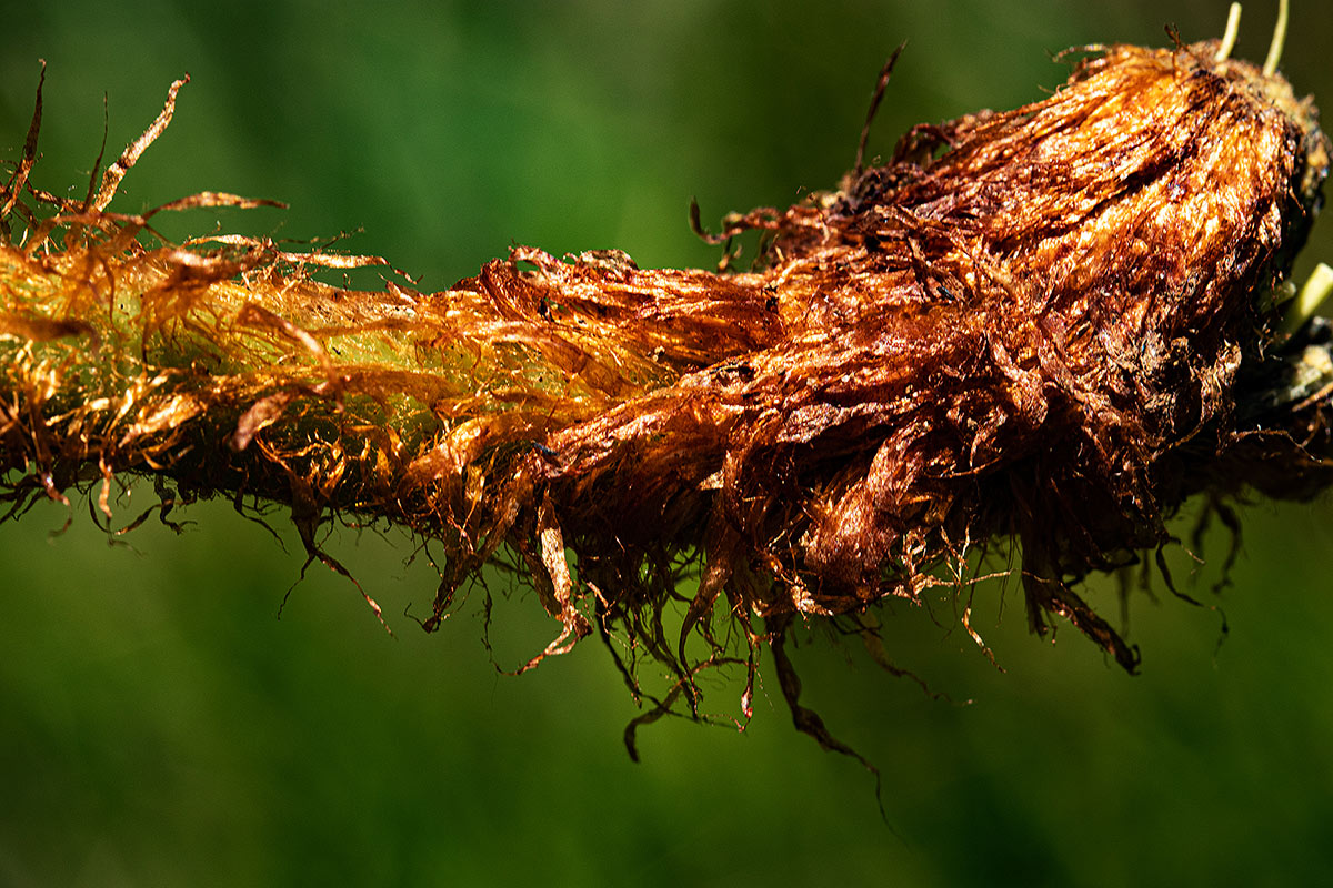 Dryopteris athamantica Dryopteris athamantica