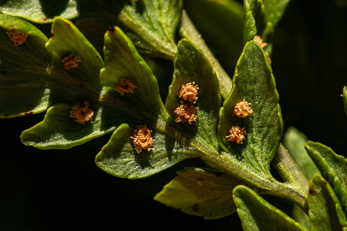 Dryopteris athamantica Dryopteris athamantica
