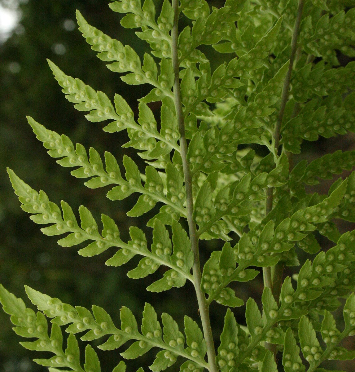 Dryopteris athamantica Dryopteris athamantica