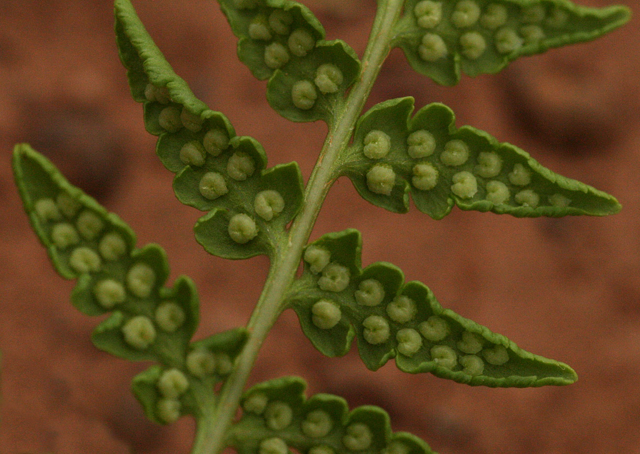 Dryopteris athamantica Dryopteris athamantica