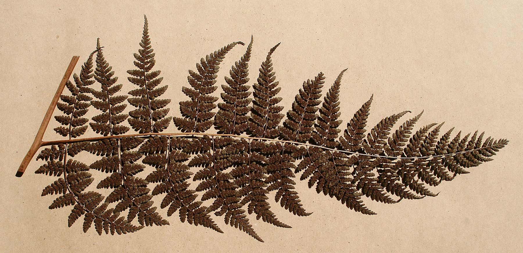 Dryopteris kilemensis Dryopteris kilemensis