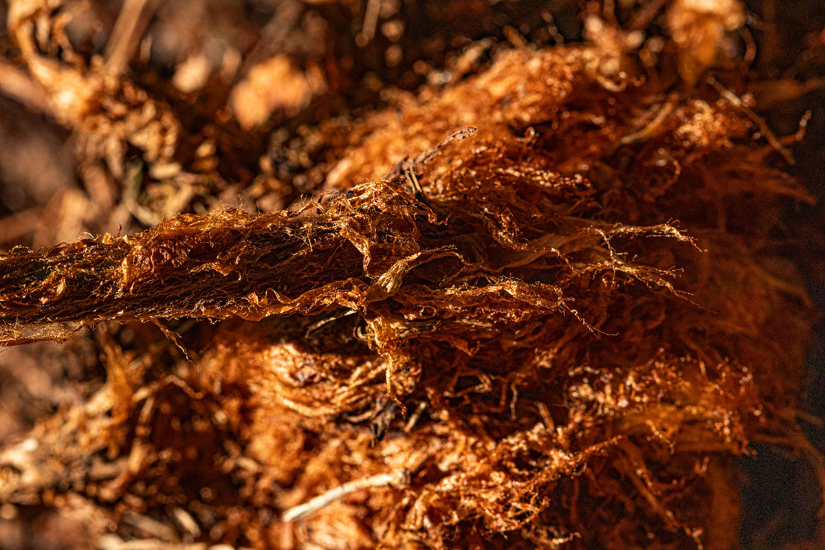 Dryopteris pentheri Dryopteris pentheri
