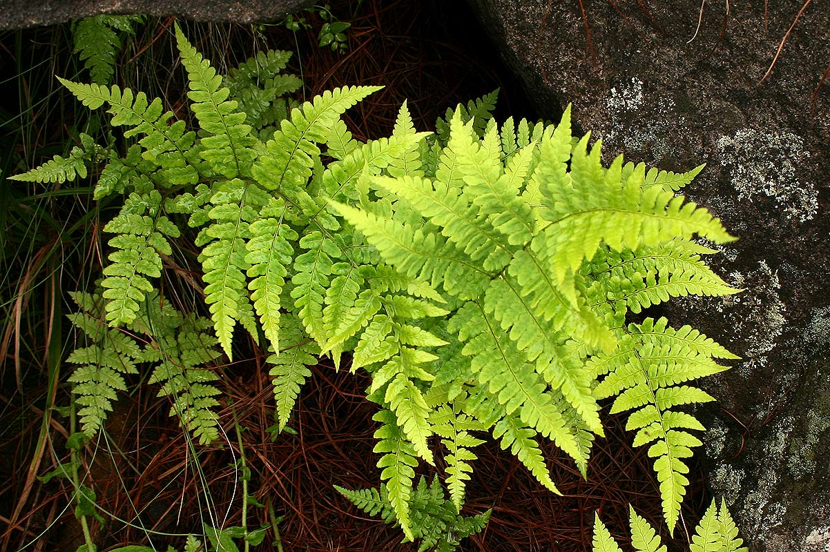 Dryopteris pentheri Dryopteris pentheri