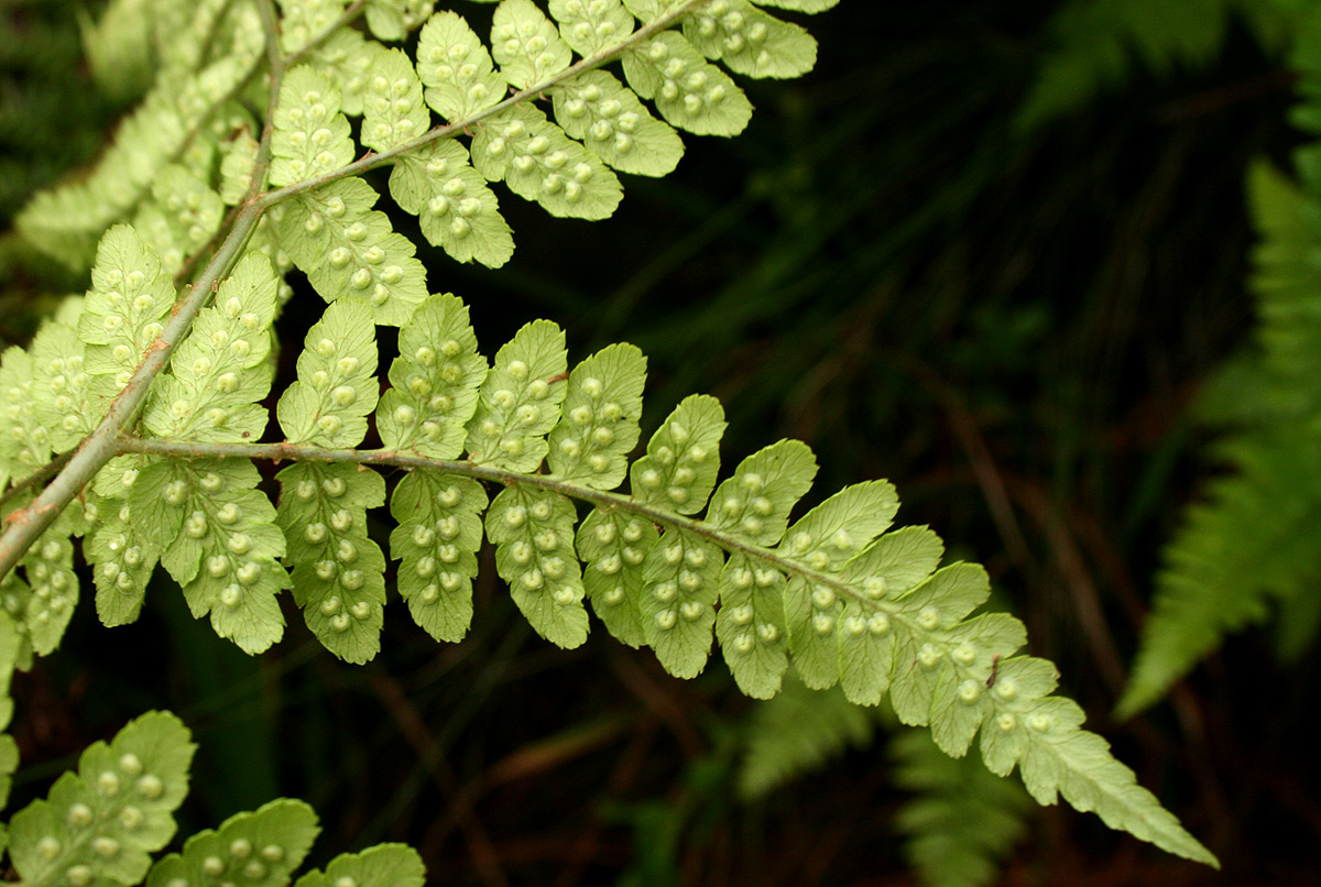 Dryopteris pentheri Dryopteris pentheri