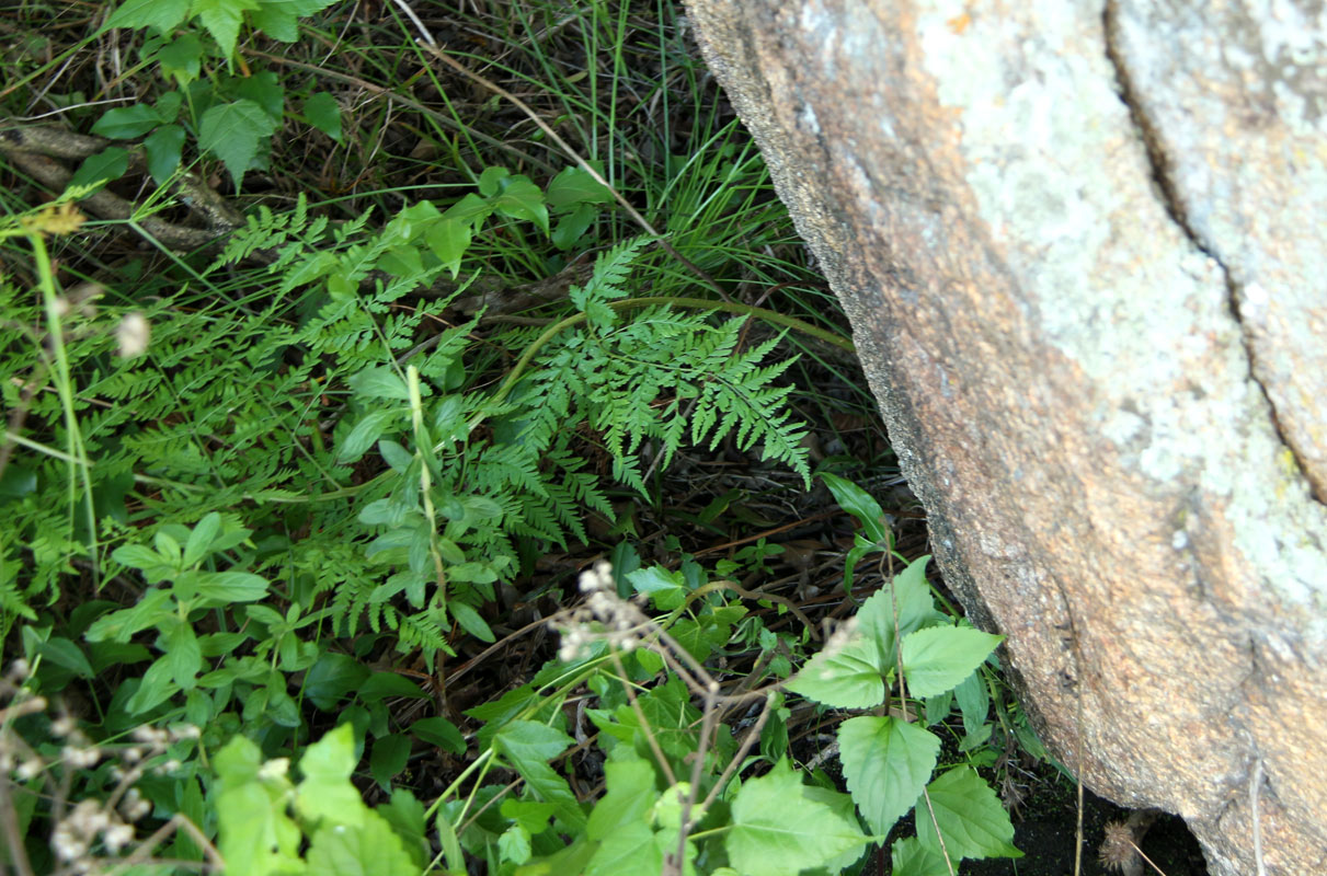 Dryopteris pentheri Dryopteris pentheri