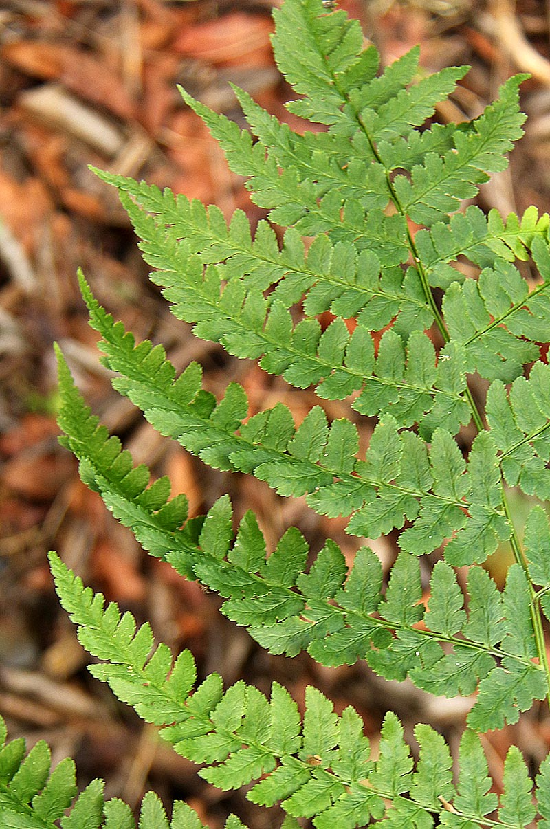Dryopteris pentheri Dryopteris pentheri