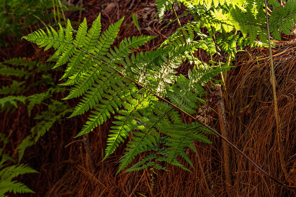 Dryopteris pentheri Dryopteris pentheri
