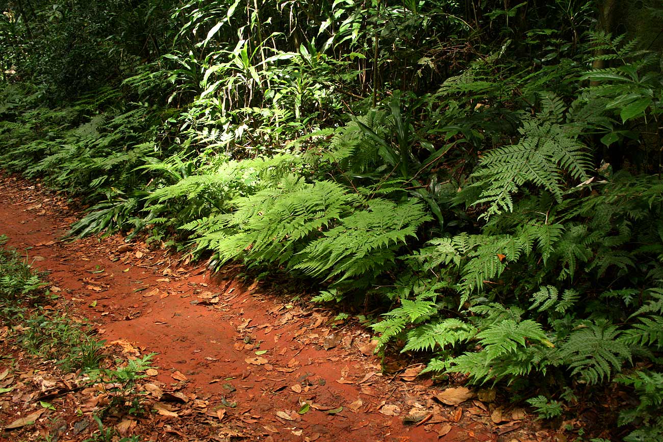 Tectaria gemmifera Tectaria gemmifera