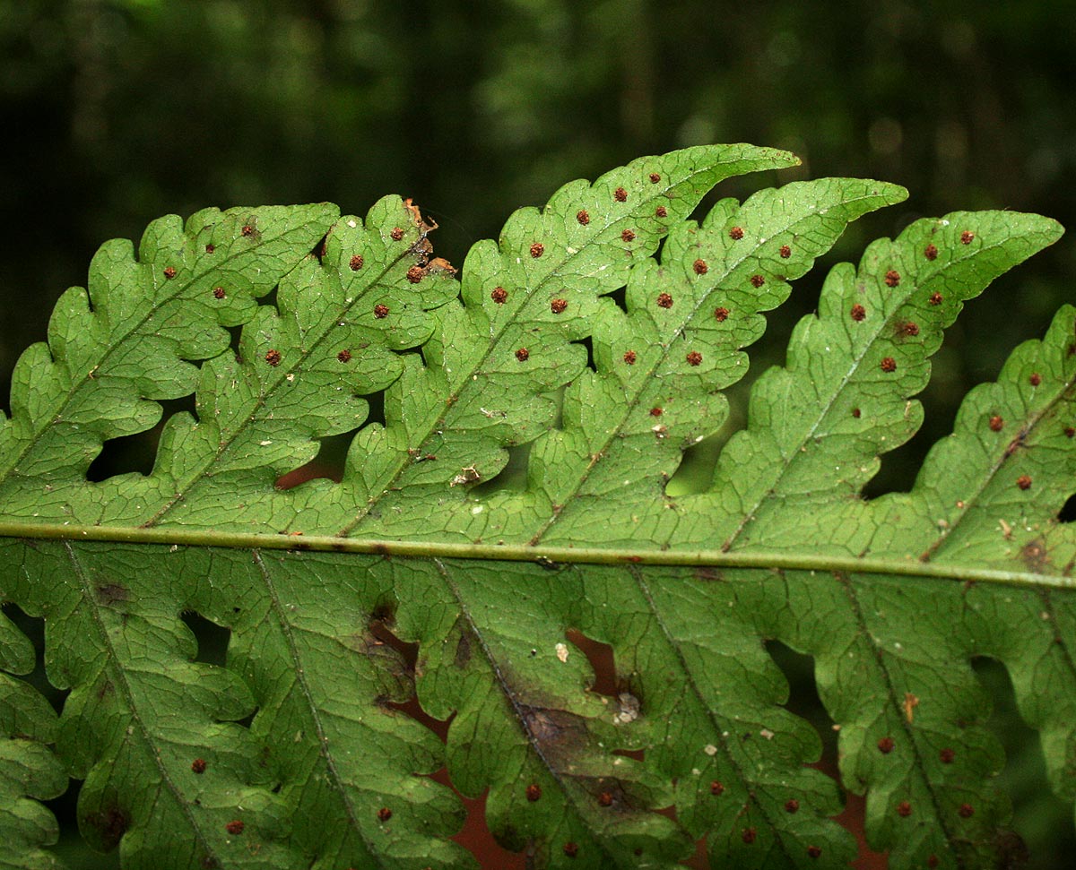 Tectaria gemmifera Tectaria gemmifera
