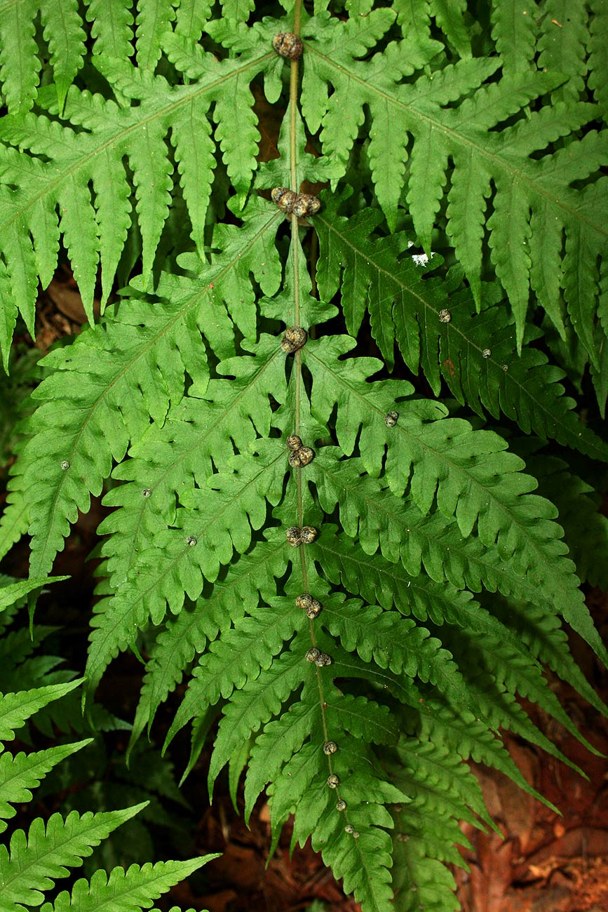 Tectaria gemmifera Tectaria gemmifera