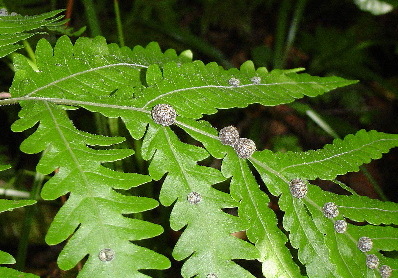 Tectaria gemmifera Tectaria gemmifera