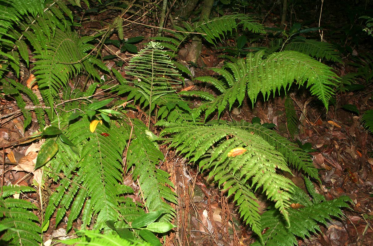 Ctenitis cirrhosa Ctenitis cirrhosa