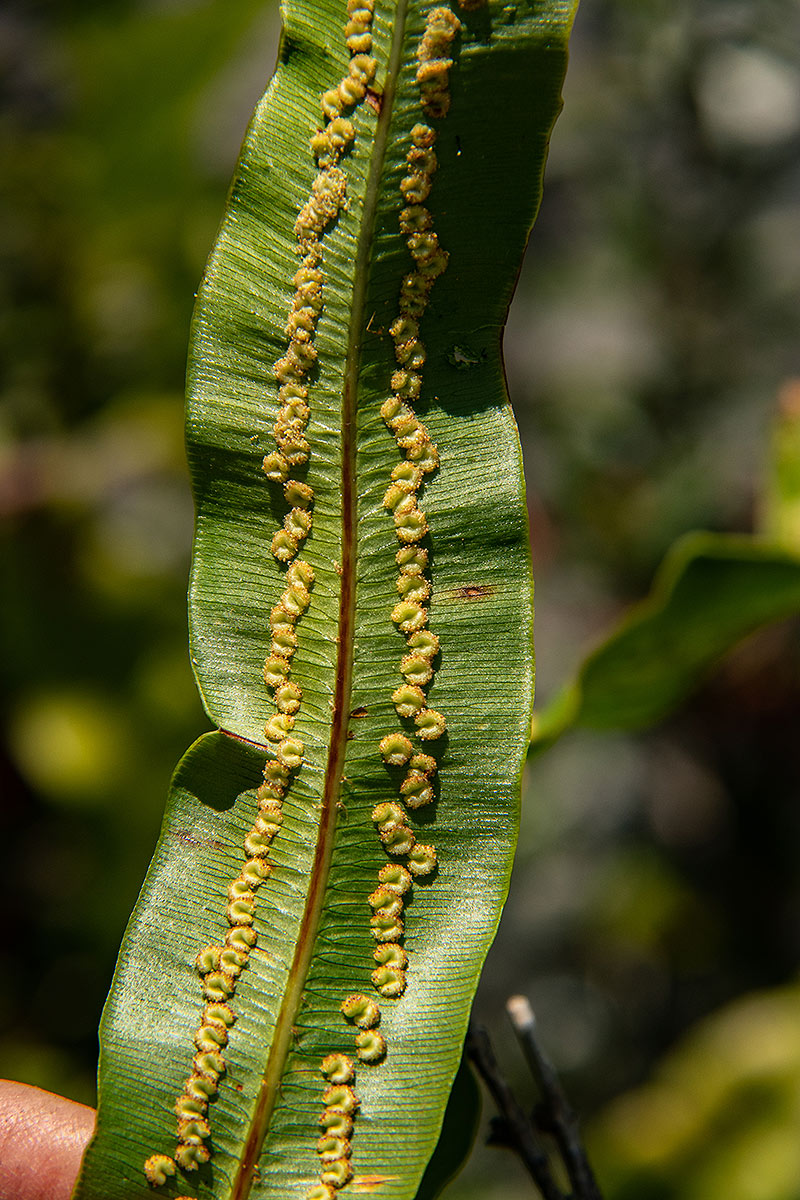 Oleandra distenta Oleandra distenta
