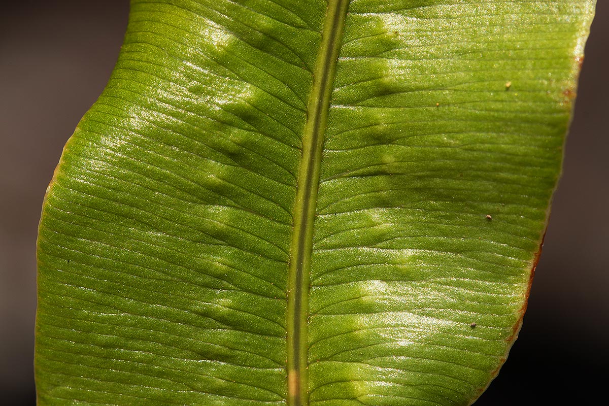 Oleandra distenta Oleandra distenta