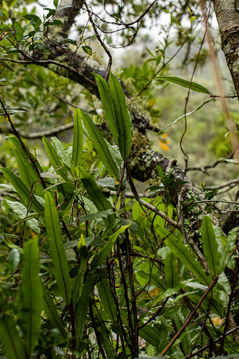 Oleandra distenta Oleandra distenta