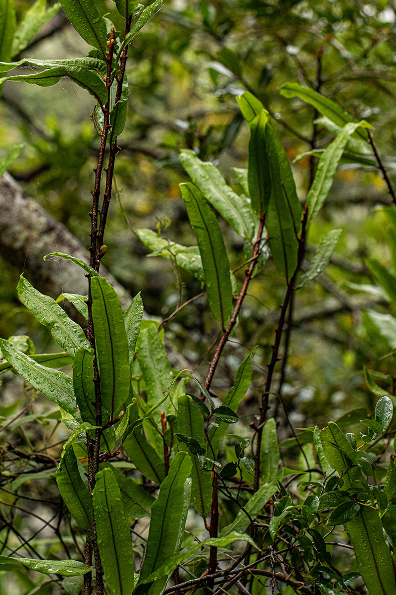 Oleandra distenta Oleandra distenta