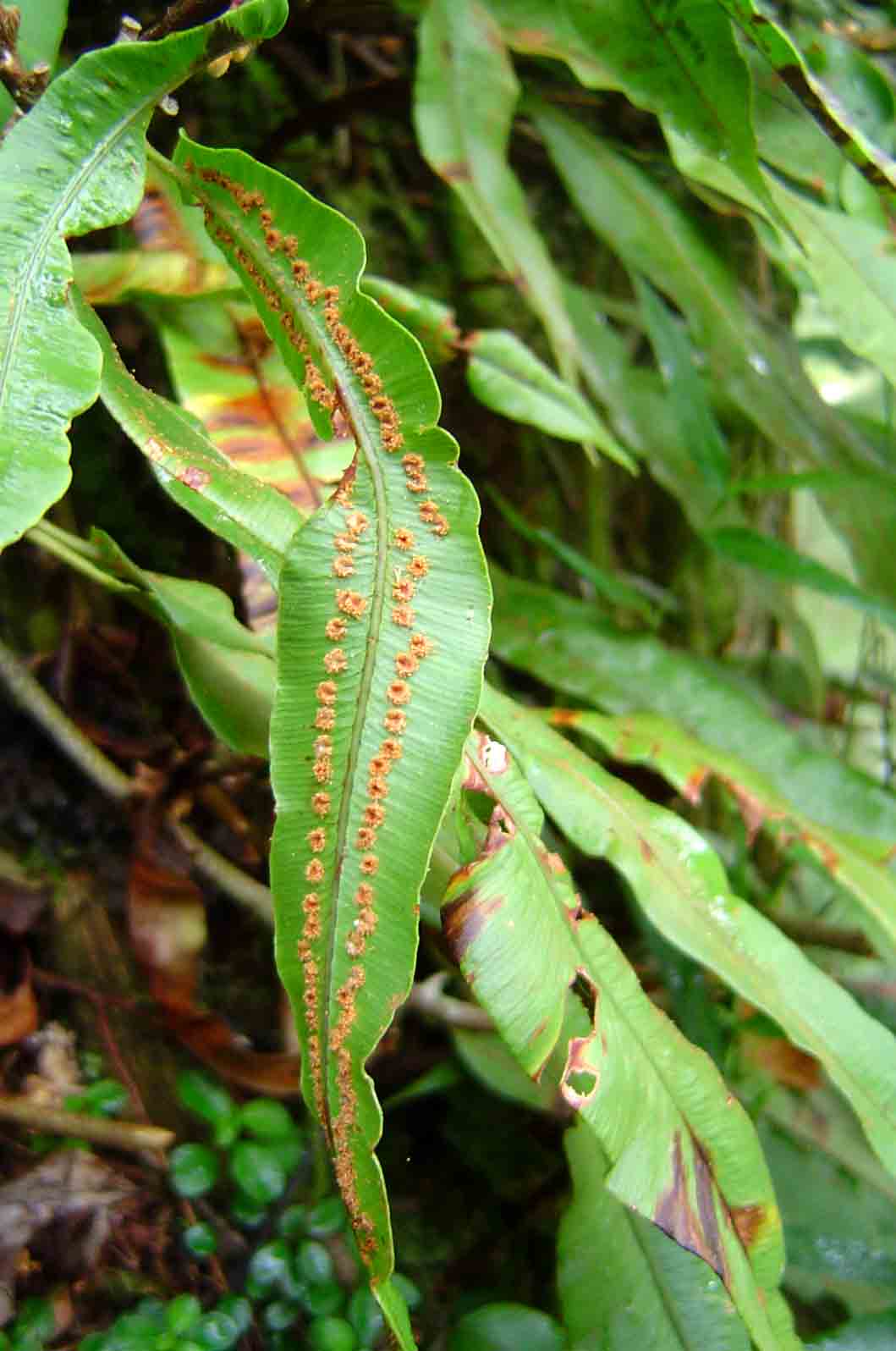 Oleandra distenta Oleandra distenta