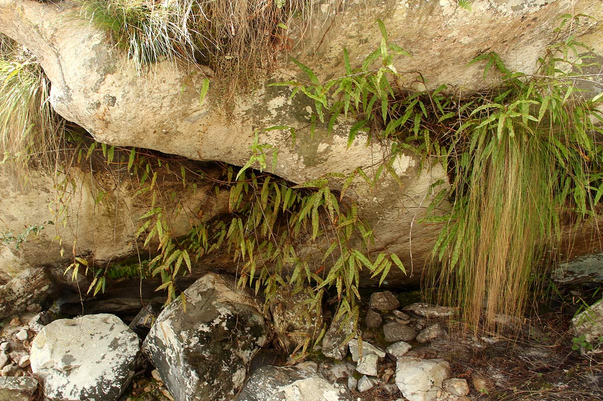 Oleandra distenta Oleandra distenta