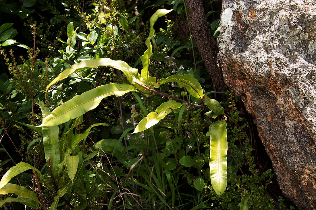 Oleandra distenta Oleandra distenta