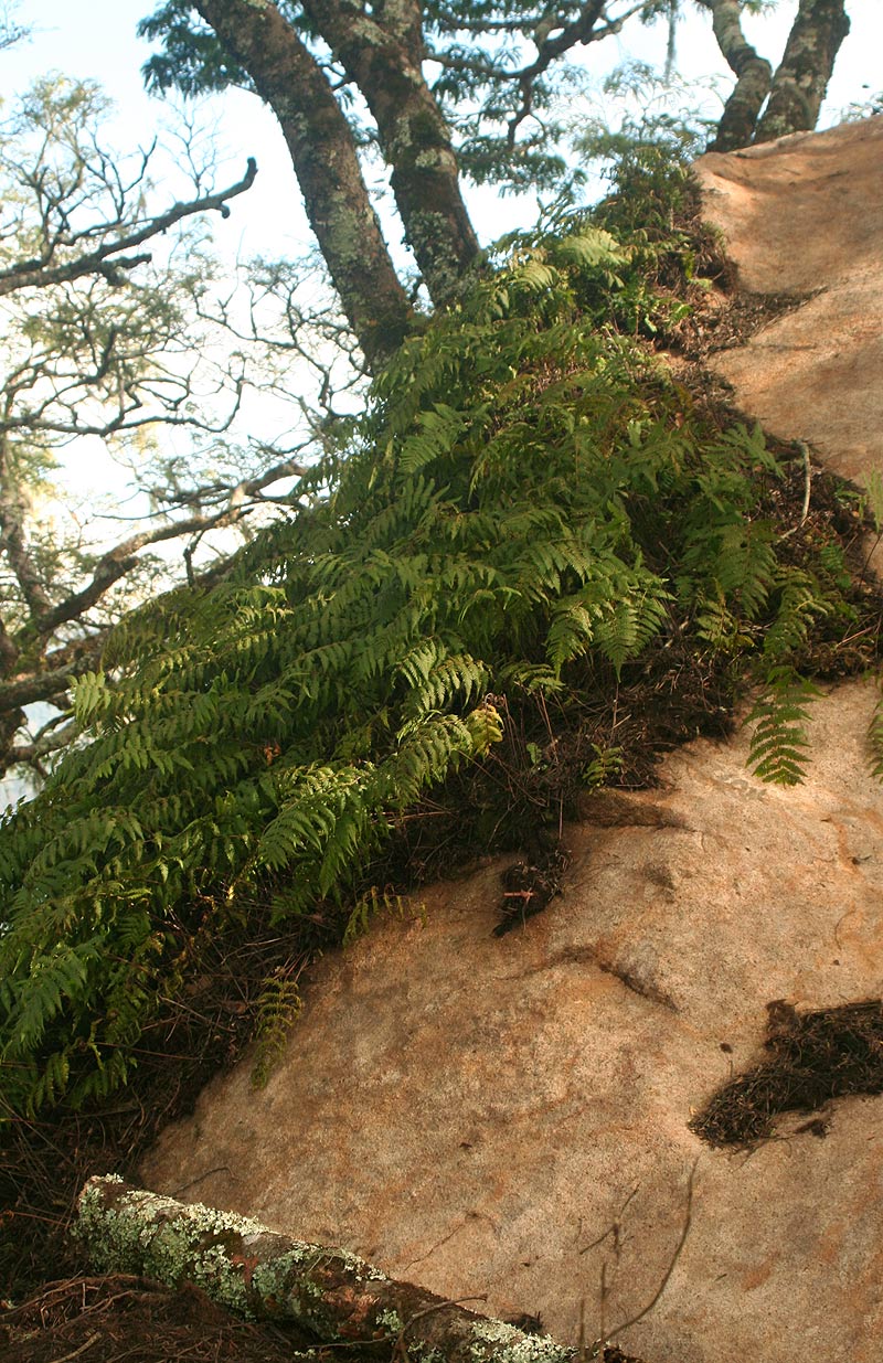 Arthropteris orientalis Arthropteris orientalis