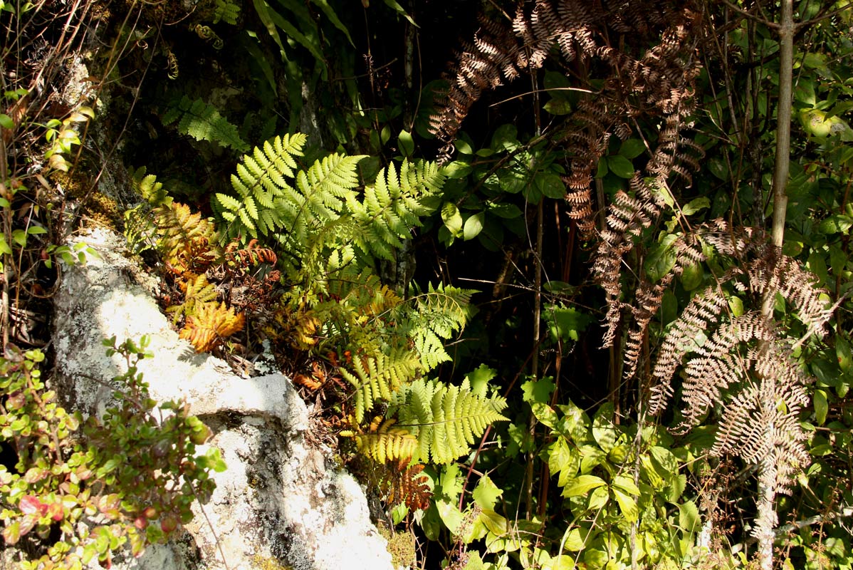 Arthropteris orientalis Arthropteris orientalis