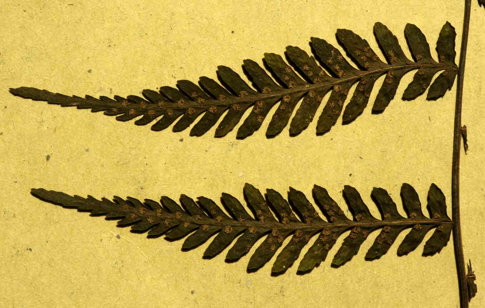 Arthropteris monocarpa Arthropteris monocarpa