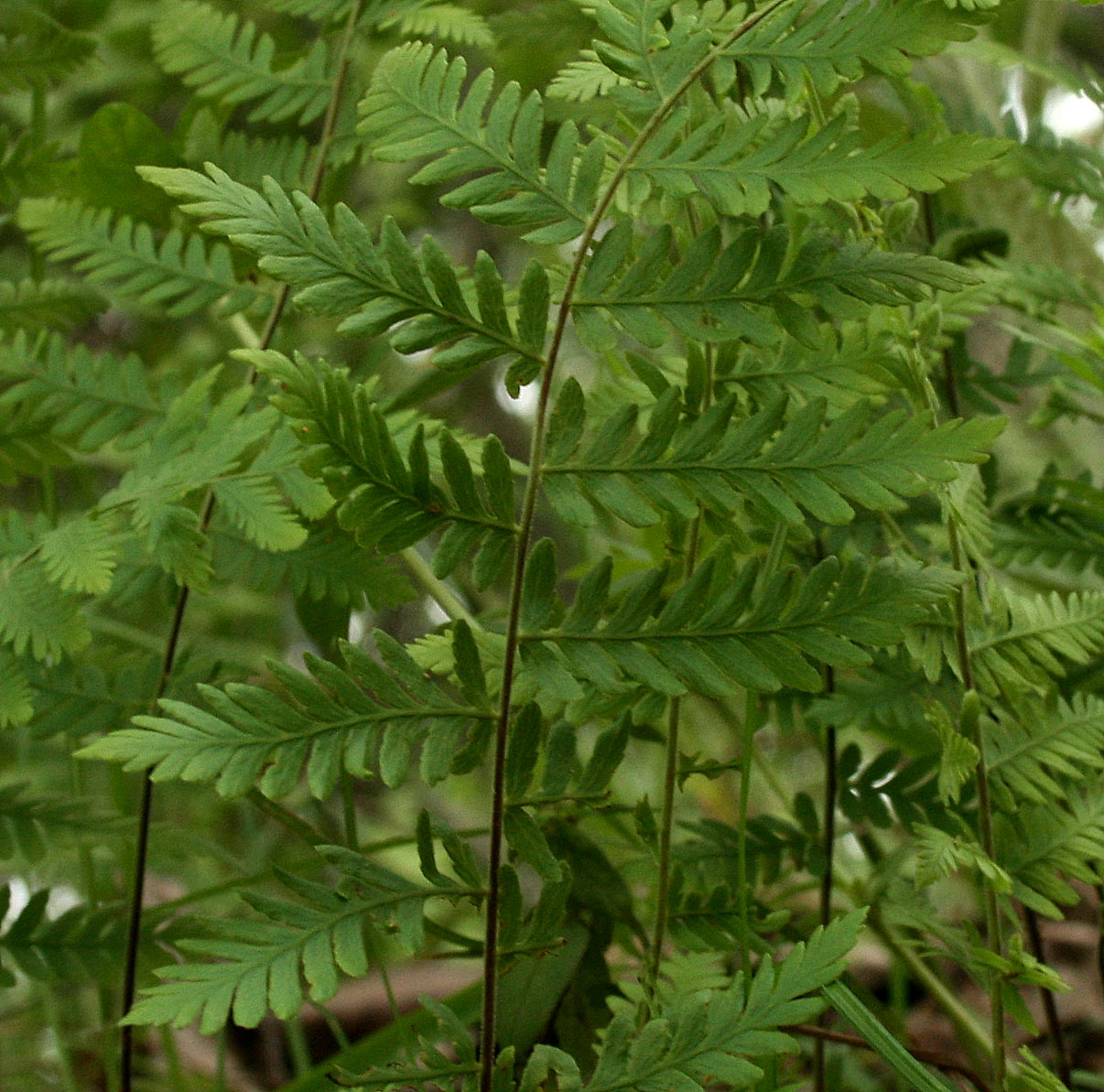 Arthropteris monocarpa Arthropteris monocarpa