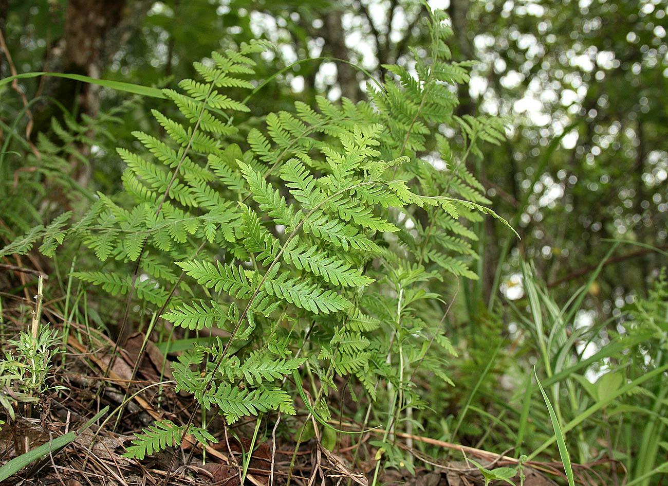 Arthropteris monocarpa Arthropteris monocarpa