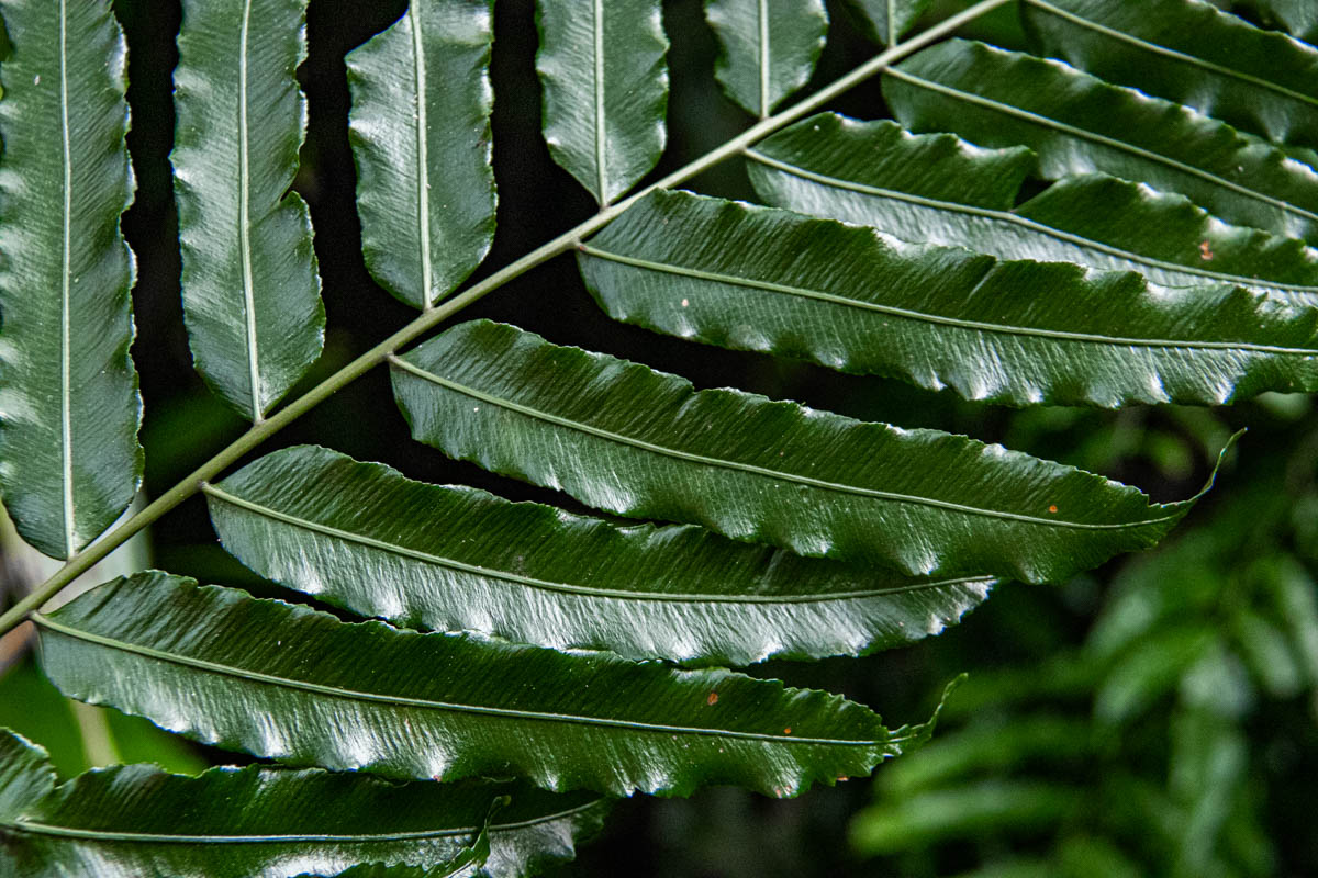 Lomariopsis warneckei Lomariopsis warneckei