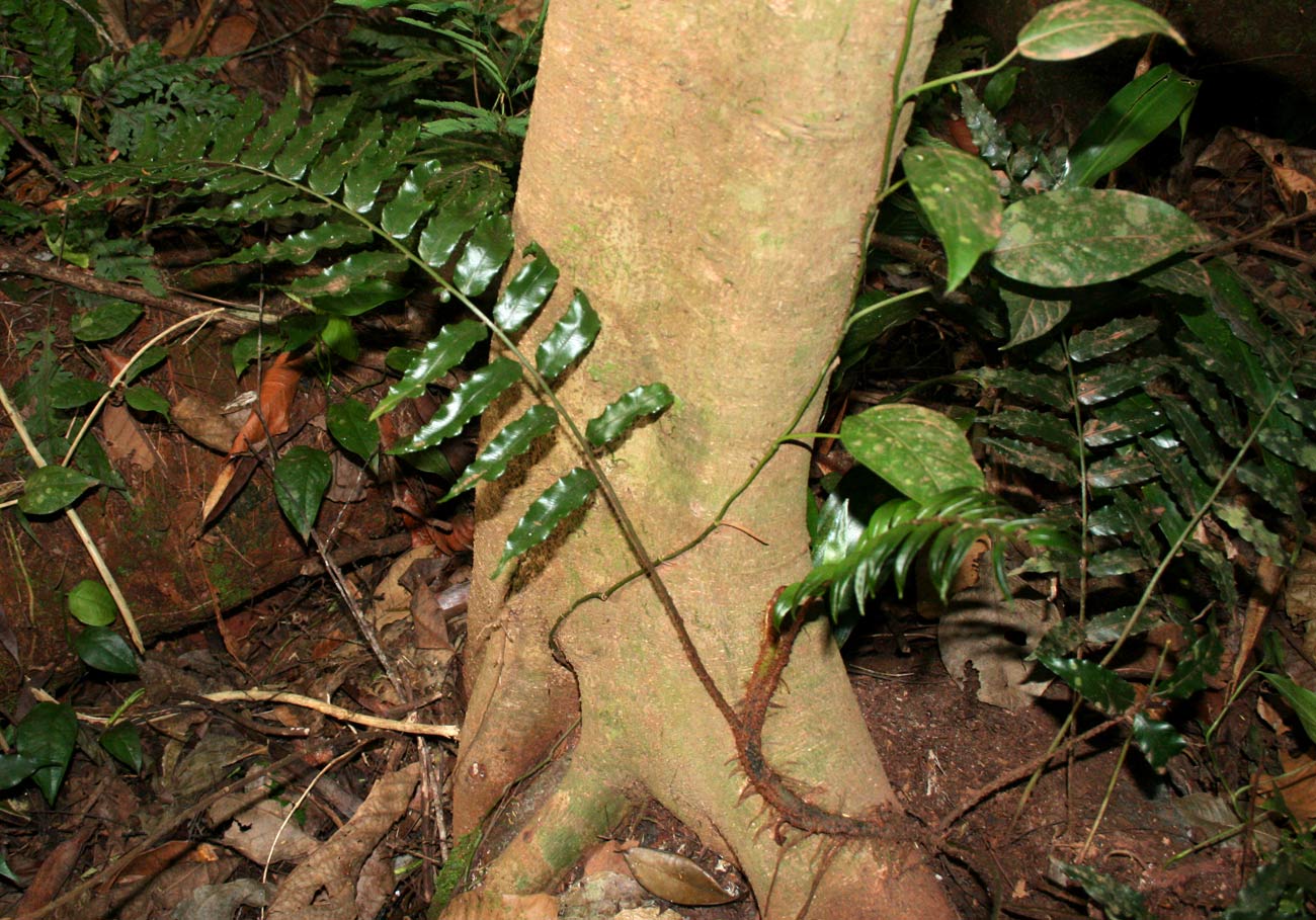 Lomariopsis warneckei Lomariopsis warneckei