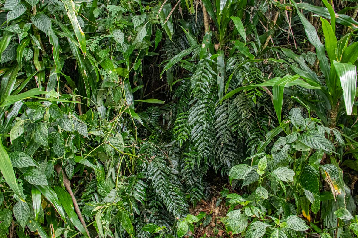 Lomariopsis warneckei Lomariopsis warneckei