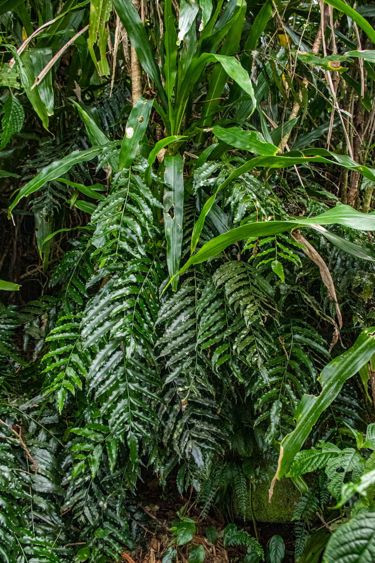 Lomariopsis warneckei Lomariopsis warneckei